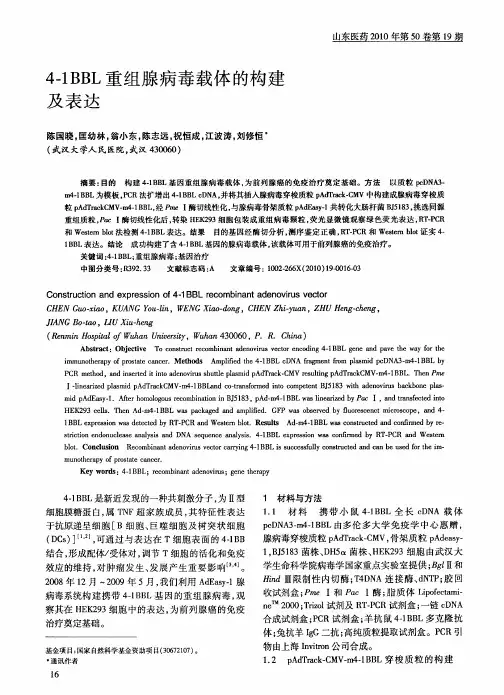 4-1BBL重组腺病毒载体的构建及表达