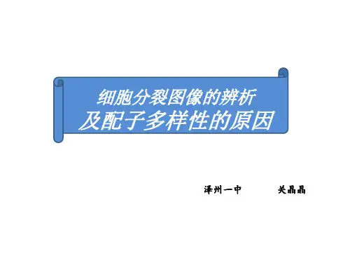 细胞分裂图形辨析及配子多样性
