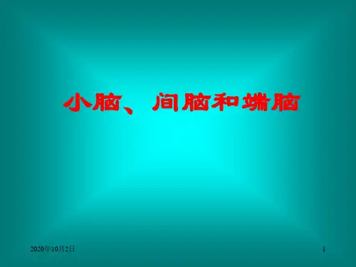 小脑、间脑和端脑ppt-系统解剖学PPT课件