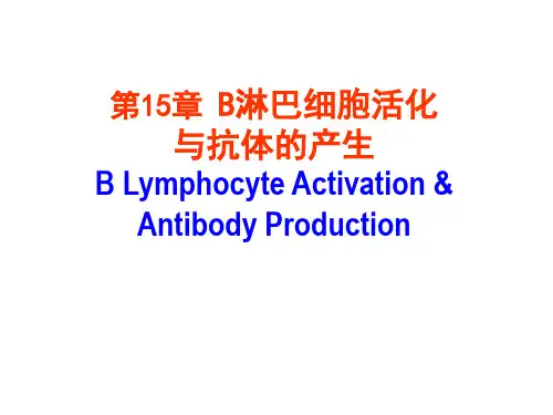 B淋巴细胞活化