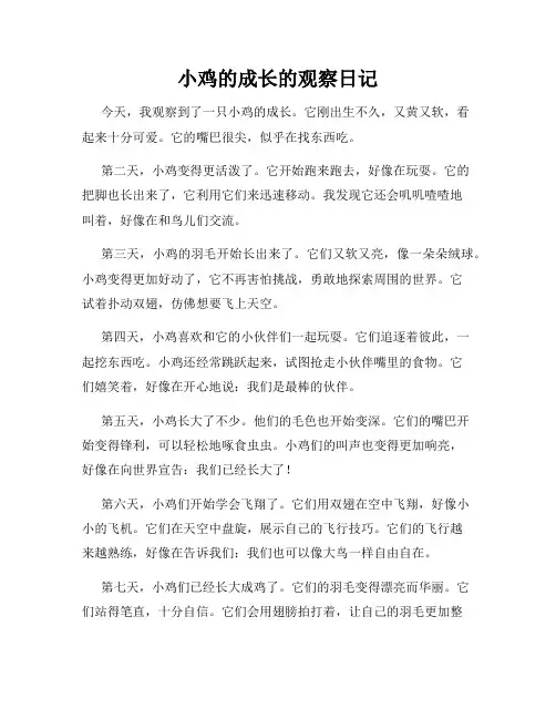 小学三年级作文小鸡的成长的观察日记