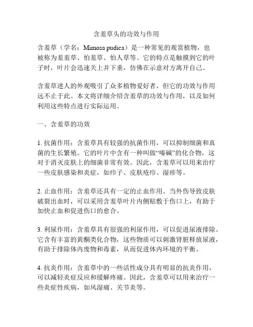 含羞草头的功效与作用