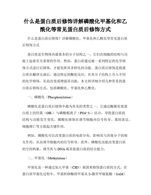 什么是蛋白质后修饰详解磷酸化甲基化和乙酰化等常见蛋白质后修饰方式