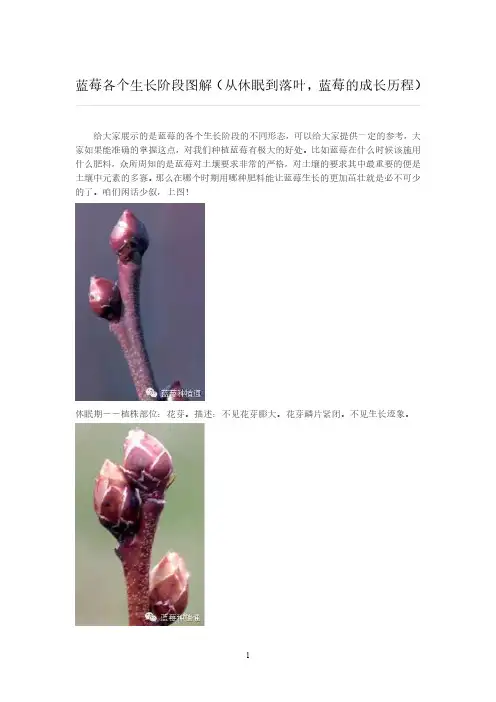蓝莓各个生长阶段图解