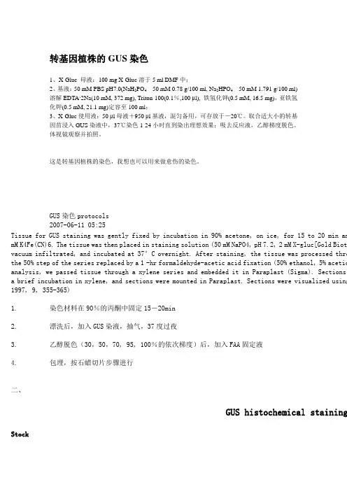 转基因植株的GUS染色