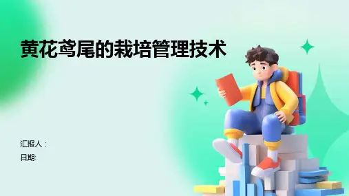 黄花鸢尾的栽培管理技术
