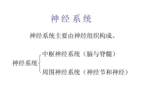 组织学与胚胎学 神经系统2