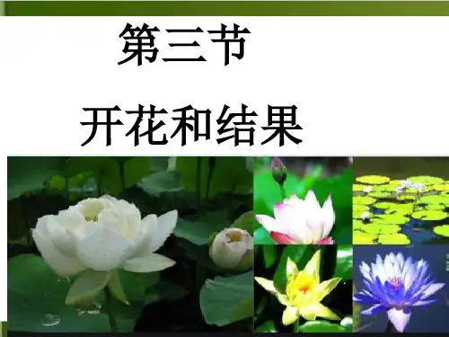人教版七上生物优秀PPT：3.2.3开花和结果