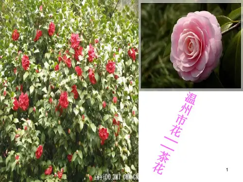 音乐课雪绒花1PPT课件