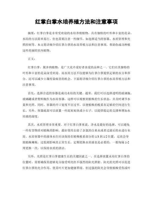 红掌白掌水培养殖方法和注意事项