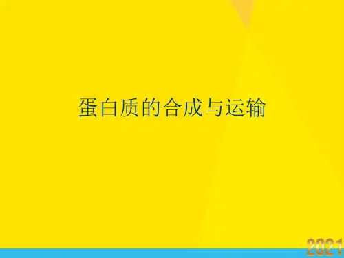 蛋白质的合成与运输