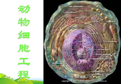 人教版高中生物复习课件：动物细胞工程(共16张PPT)