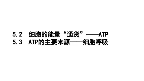 人教版高中生物必修一+ATP和细胞呼吸复习用PPT课件