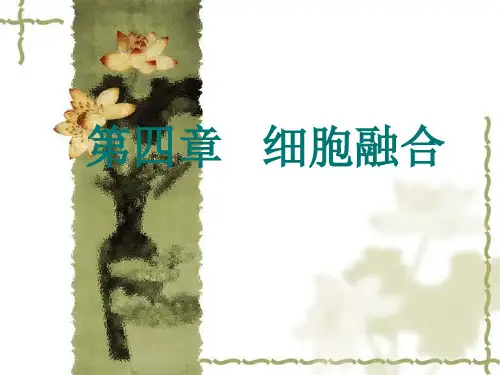 第四章细胞融合