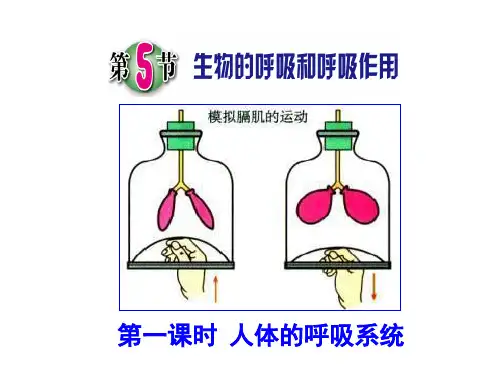 八年级下《生物的呼吸和呼吸作用》PPT教材浙教版