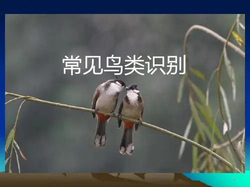 常见鸟类的识别PPT课件