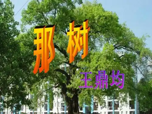 那树