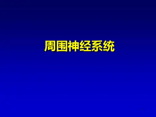 脊神经解剖PPT幻灯片课件