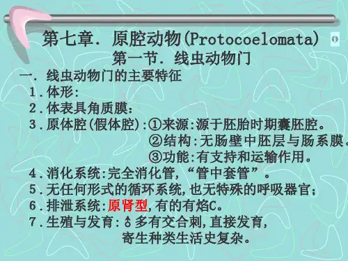 07原腔 动物学 教学课件