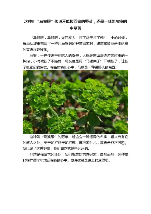 这种叫“马猴眼”传说不能拔回家的野菜，还是一味能防癌的中草药