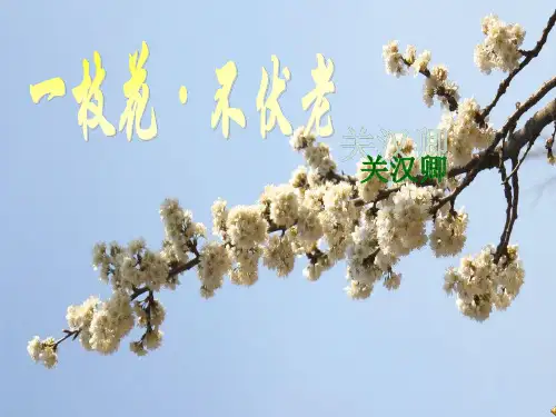 一枝花_不伏老