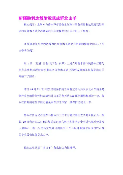 新疆胜利达坂附近现成群北山羊