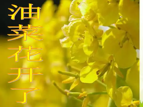 新教科版四年级下册科学第二单元第一课油菜花开了ppt课件