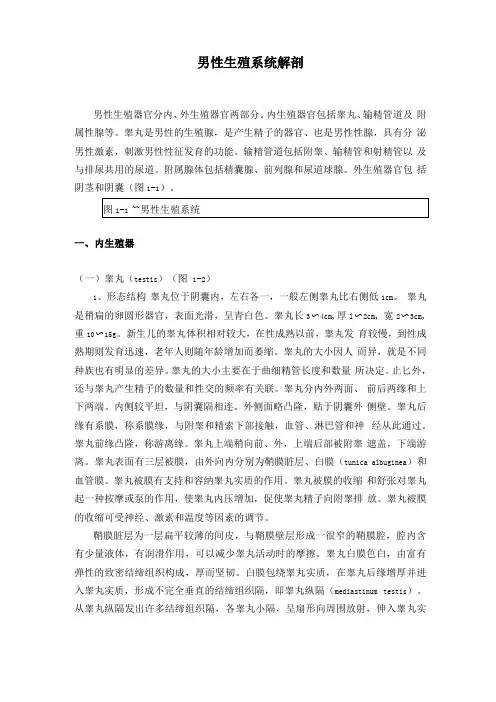 男性生殖系统解剖