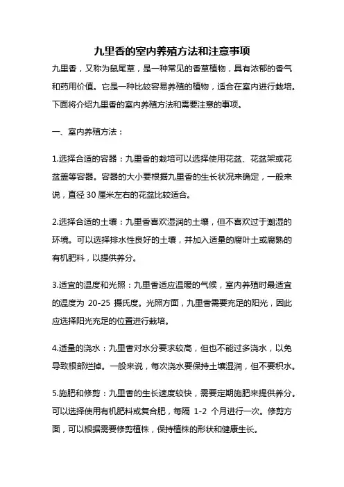 九里香的室内养殖方法和注意事项