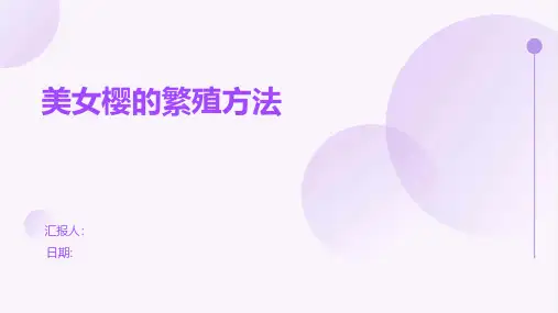 美女樱的繁殖方法