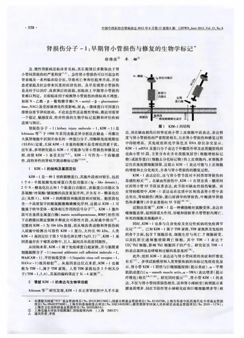 肾损伤分子-1：早期肾小管损伤与修复的生物学标记