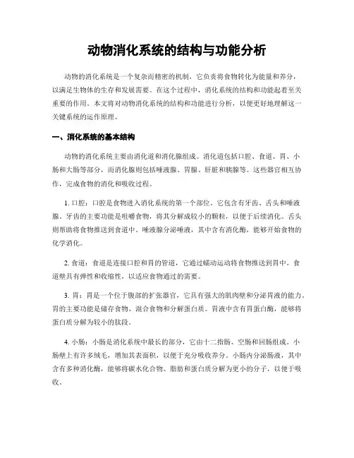 动物消化系统的结构与功能分析