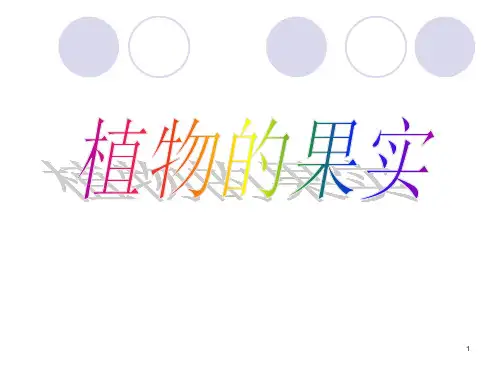 植物的果实PPT课件