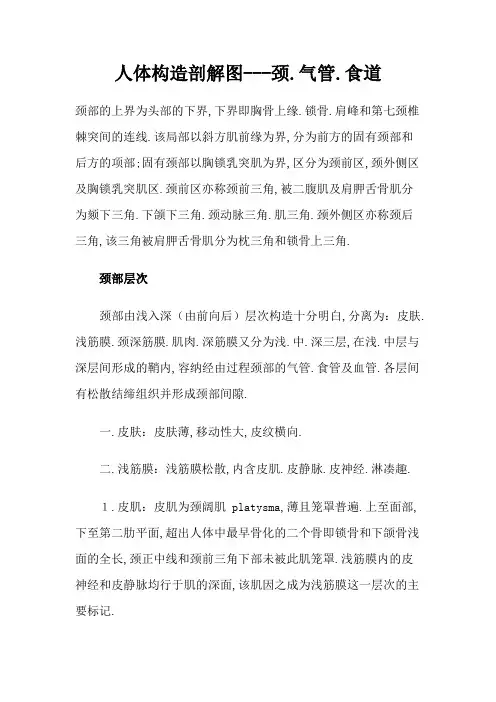 人体结构解剖图---颈、气管、食道