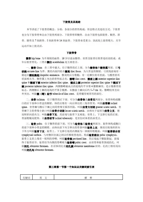 下肢骨及其连结 - 人体解剖学