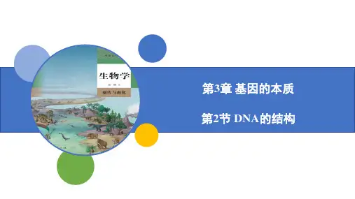 DNA的结构课件-高一生物人教版必修2