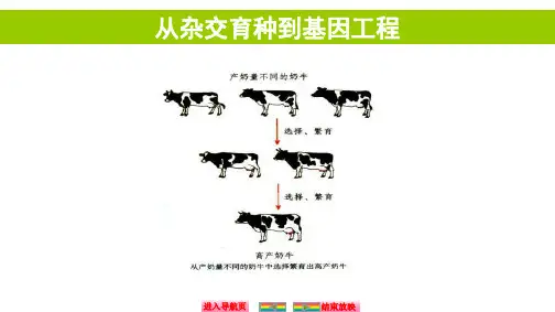 自主学习能力测评高三生物一轮复习从杂交育种到基因工程ppt课件