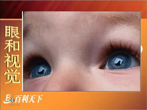 眼球结构及视觉PPT课件