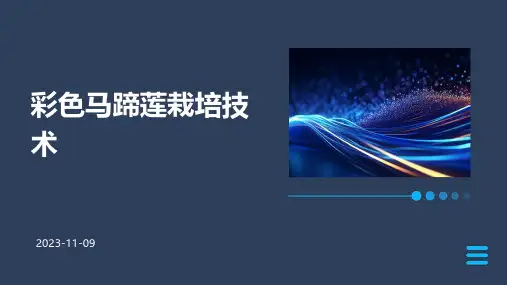彩色马蹄莲栽培技术