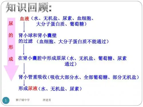 苏教版生物七年下12.1 人体的激素调节 (共28张PPT)
