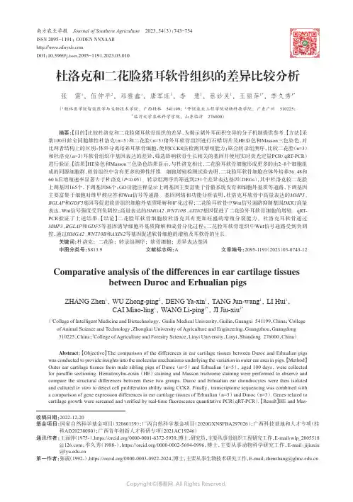 杜洛克和二花脸猪耳软骨组织的差异比较分析