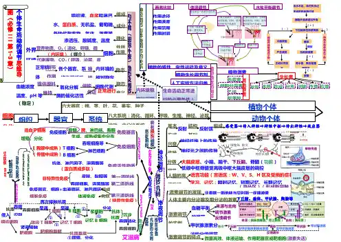 必修3 生命活动的调节思维导图全新