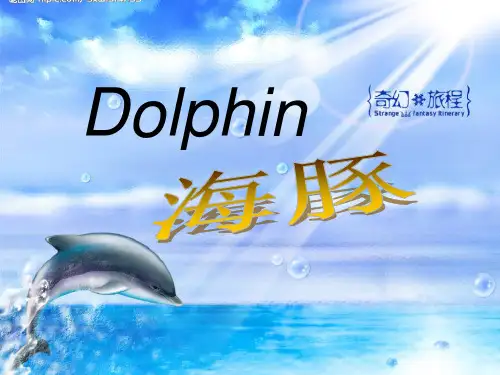 Dolphin  PPT