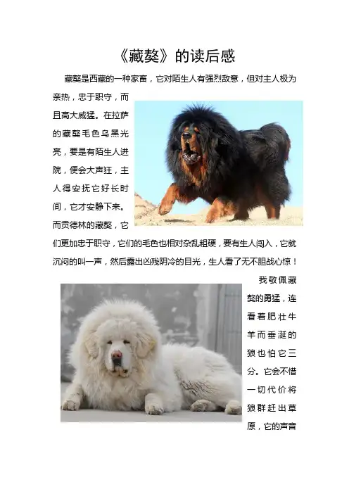 藏獒
