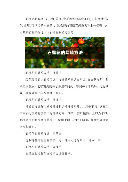 石榴花的繁殖方法