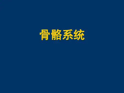 人体骨骼ppt课件