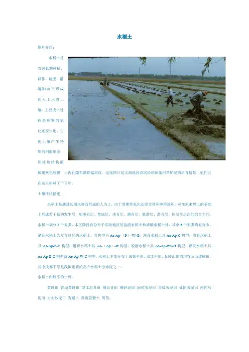 水稻土