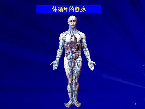 人体解剖学体循环静脉 PPT课件