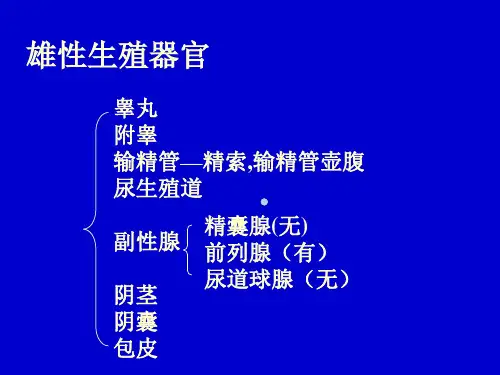 雌性生殖系统
