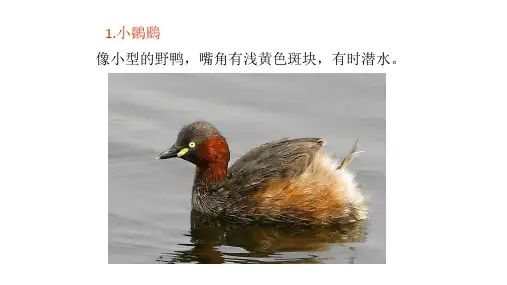 华南植物园常见鸟